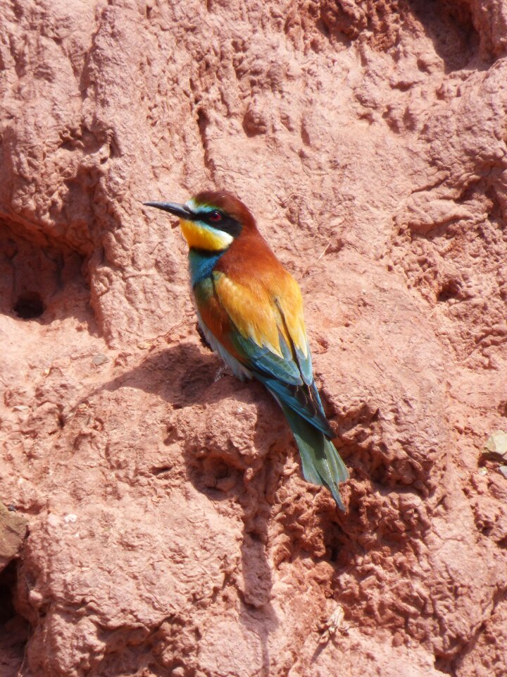 Mud wall abellerol merops apiaster