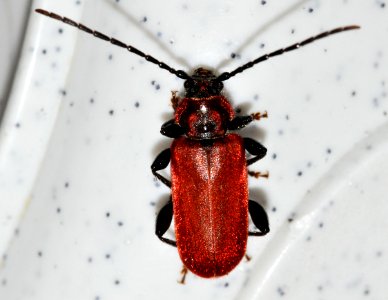 Pyrrhidium-sanguineum-02-fws