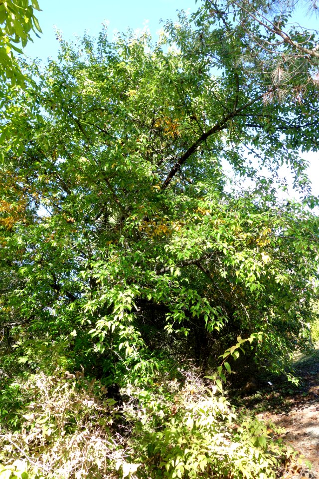 Pyrus pashia - Quarryhill Botanical Garden - DSC03541