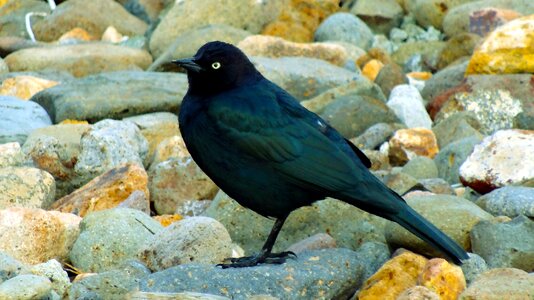 Wildlife on rocks nature