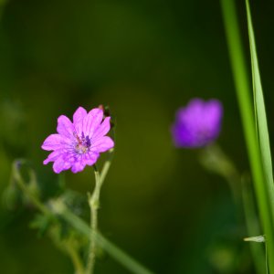 Pyrenaeen.Storchschnabel.4.Grenzstreifen.Marienfelde