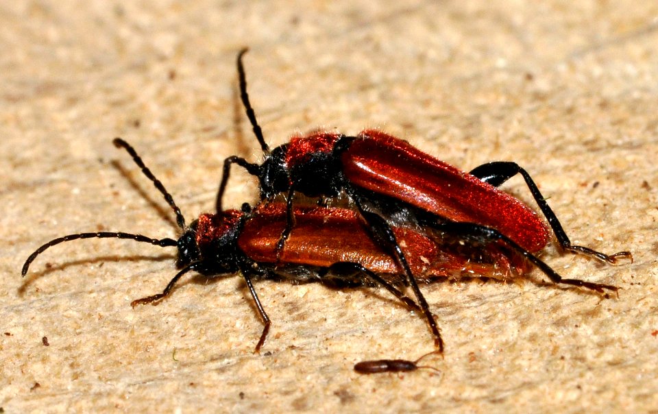 Pyrrhidium-sanguineum-11-fws