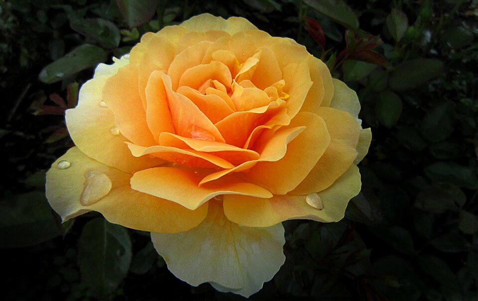 Rose flower rose bloom