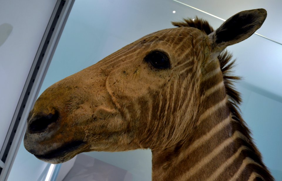 Quagga Naturhistorisches Museum Basel 27102013 1