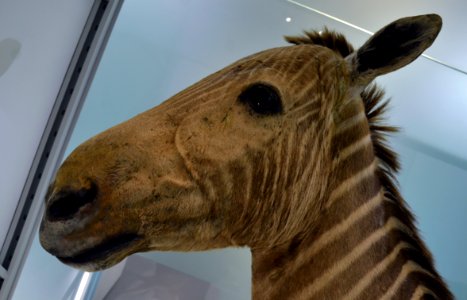 Quagga Naturhistorisches Museum Basel 27102013 1