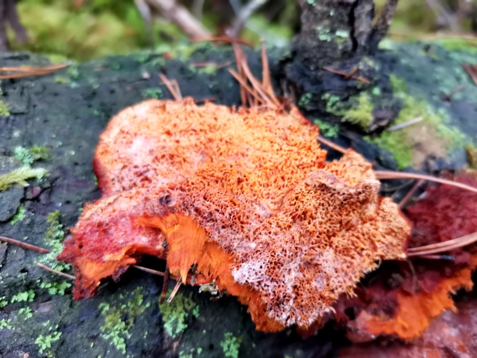 Pycnoporellus fulgens 100704418