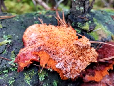 Pycnoporellus fulgens 100704418