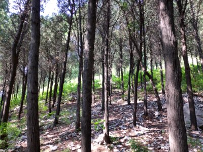 Qingfeng Hill 03