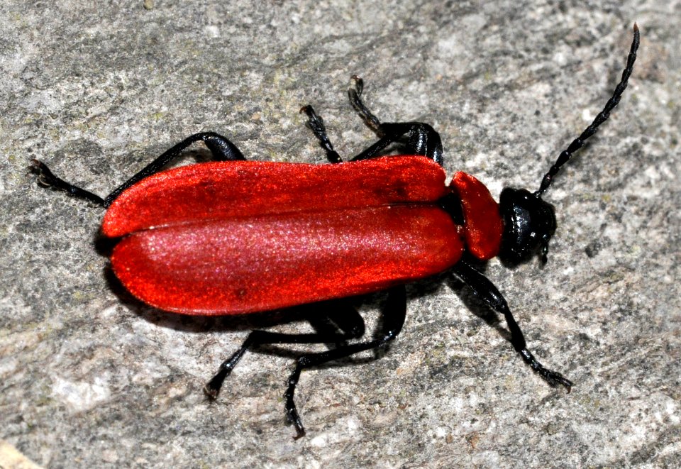Pyrochroa-coccinea-01-fws