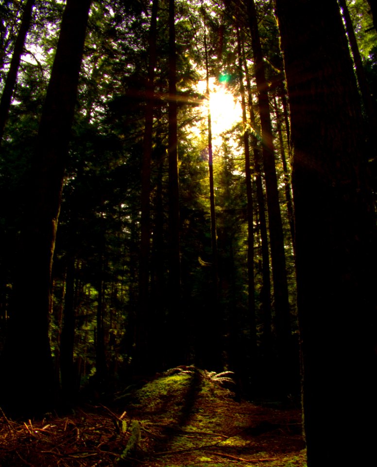 Rain Forest (205453171)