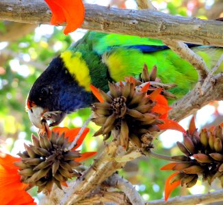 Rainbow lorikeet in tree photo