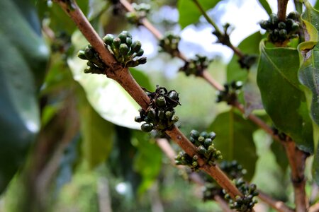 Bean nature green