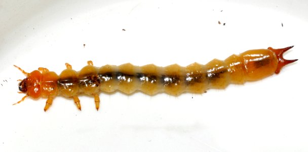 Pyrochroa-coccinea-larva-01-fws