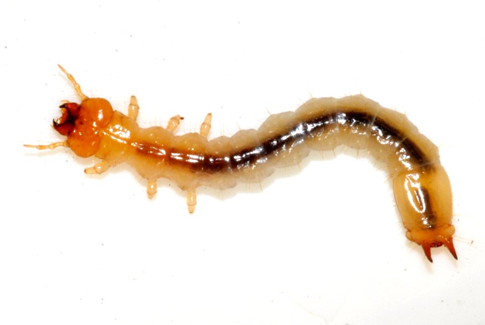 Pyrochroa-serraticornis-larva-01-fws