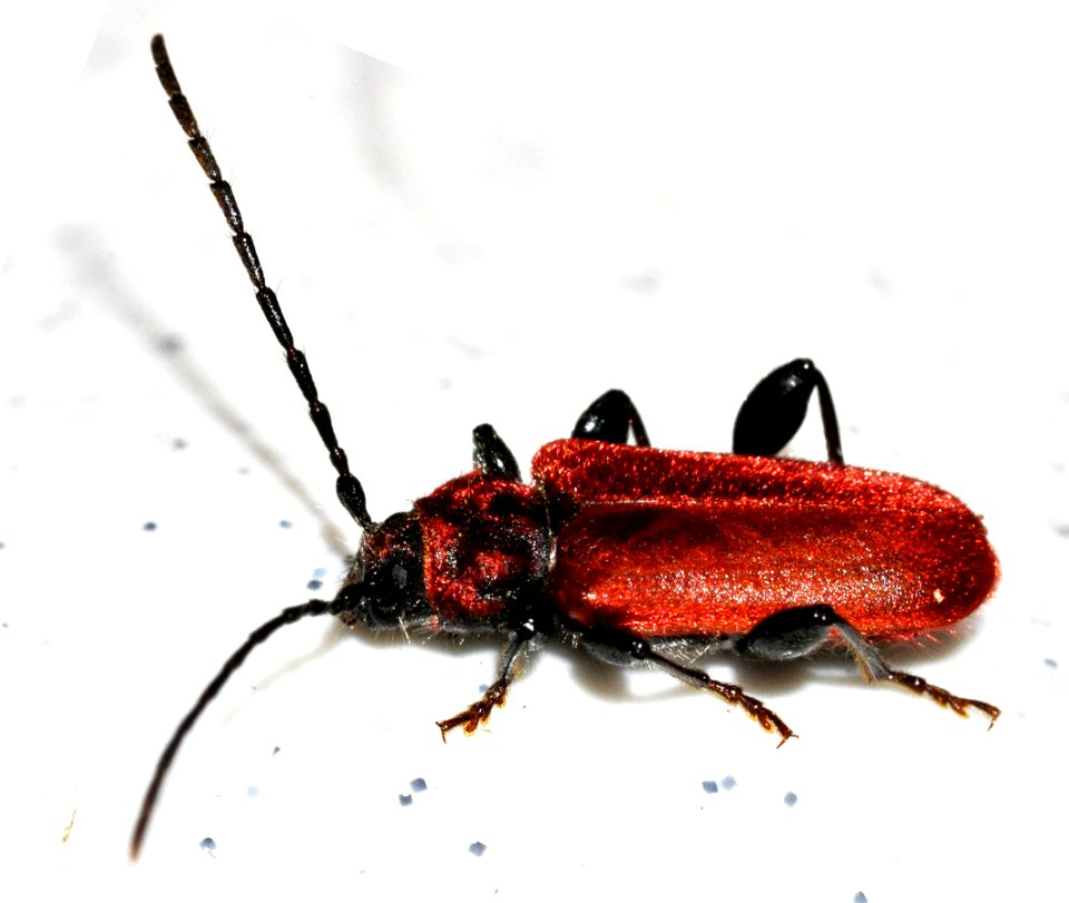 Pyrrhidium-sanguineum-01-fws