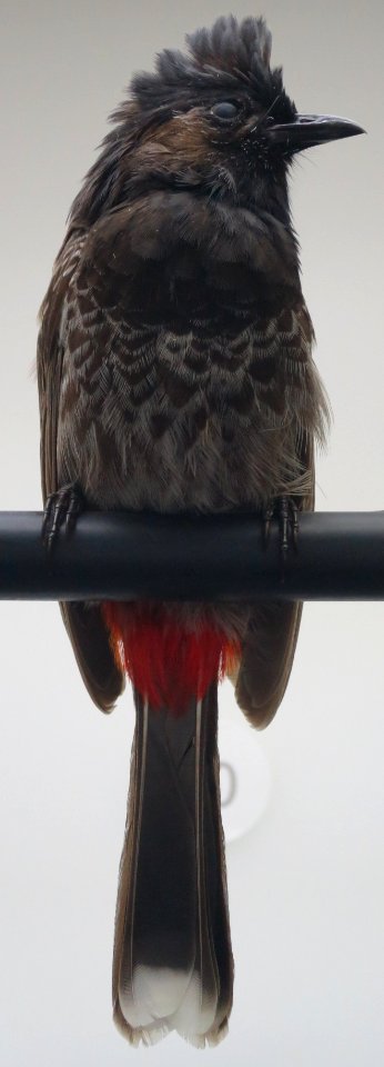 Pycnonotus cafer (red-vented bulbul), Bishop Museum, Honolulu