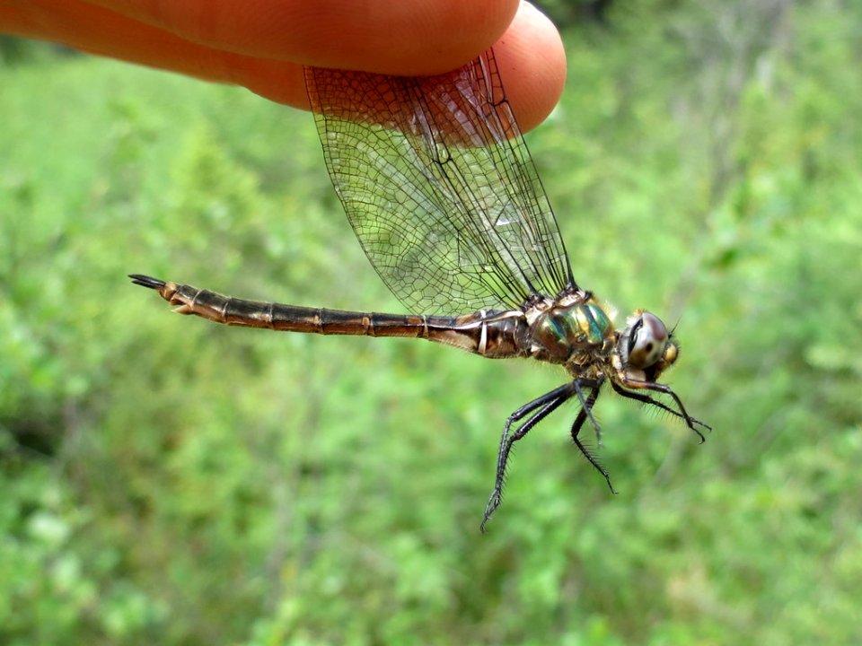 Quebec emerald jul 2 2017