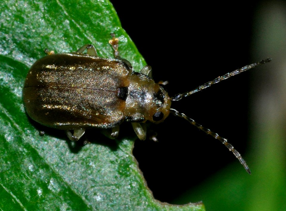 Pyrrhalta-viburni-02-fws