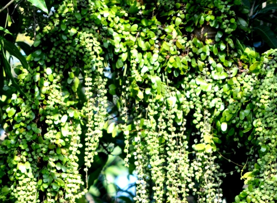 Pyr nummularifolia Slo Pj DSC 0843