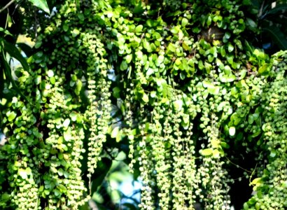 Pyr nummularifolia Slo Pj DSC 0843