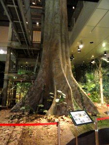 Rain forest - Kyoto University Museum - DSC06454