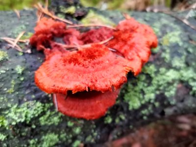 Pycnoporellus fulgens 100704396