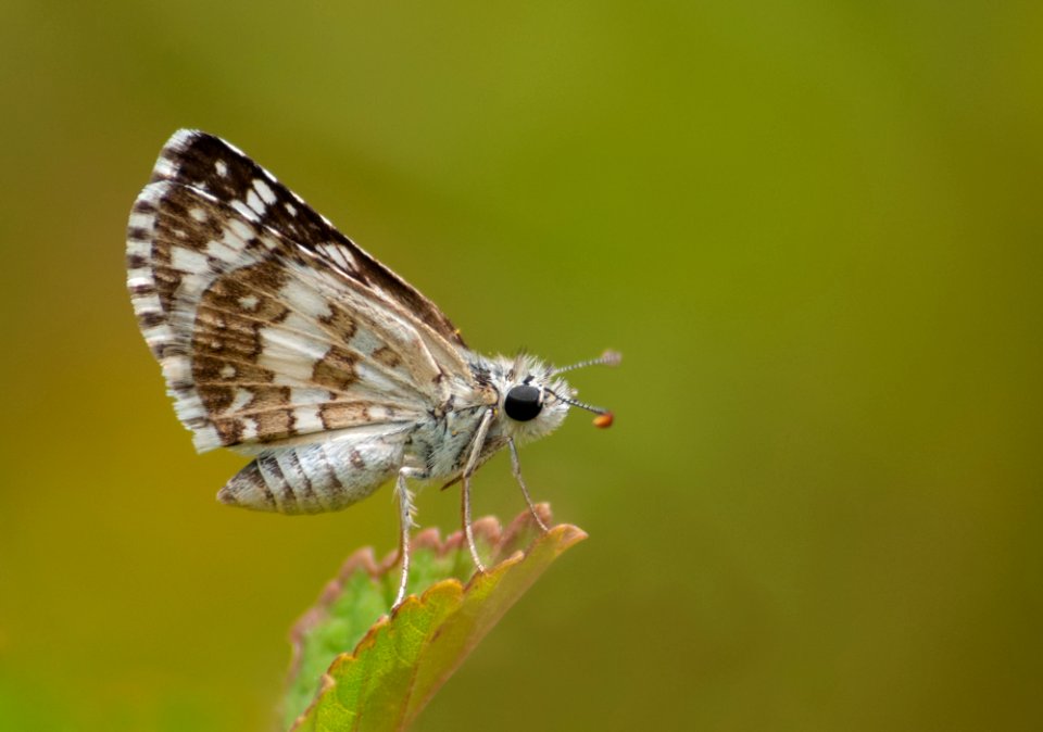 Pyrgus em Isla Margarita