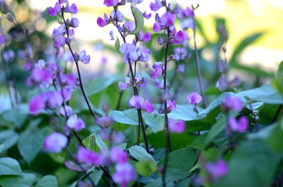 Purple Bean Flower (161493937)