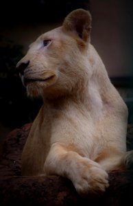 Queen Of The Jungle (203805199)