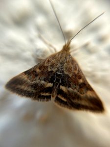 Pyrausta despicata 90748152