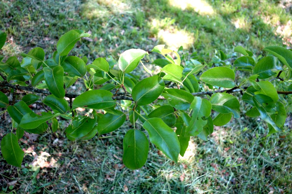 Pyrus ussuriensis - Arnold Arboretum - DSC06845