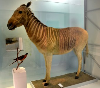 Quagga Naturhistorisches Museum Basel 27102013 3
