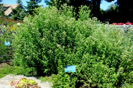 Pycnanthemum verticillatum var. pilosum (Pycnanthemum pilosum) - Coastal Maine Botanical Gardens - DSC03116