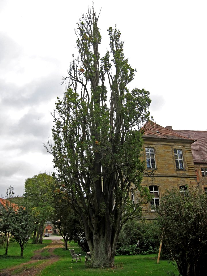 Pyramideneiche Eyrichshof, 2