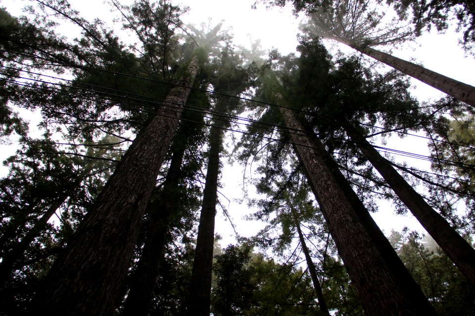Purisima Creek Redwoods, Aug 2019 2