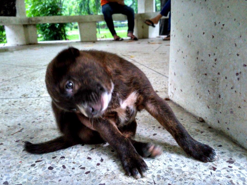 Puppy 