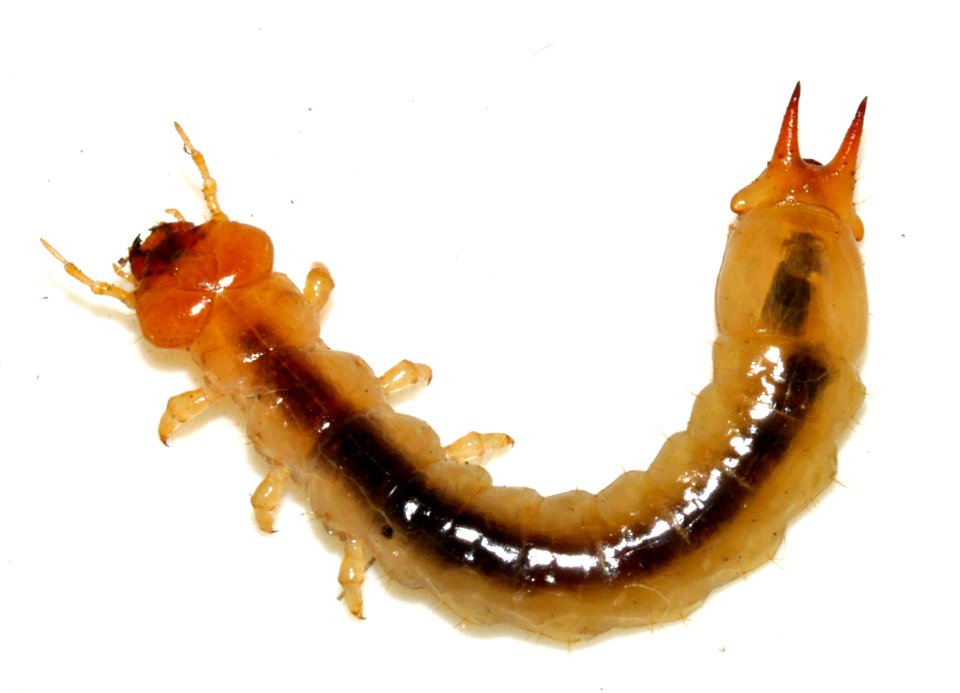 Pyrochroa-coccinea-larva-04-fws