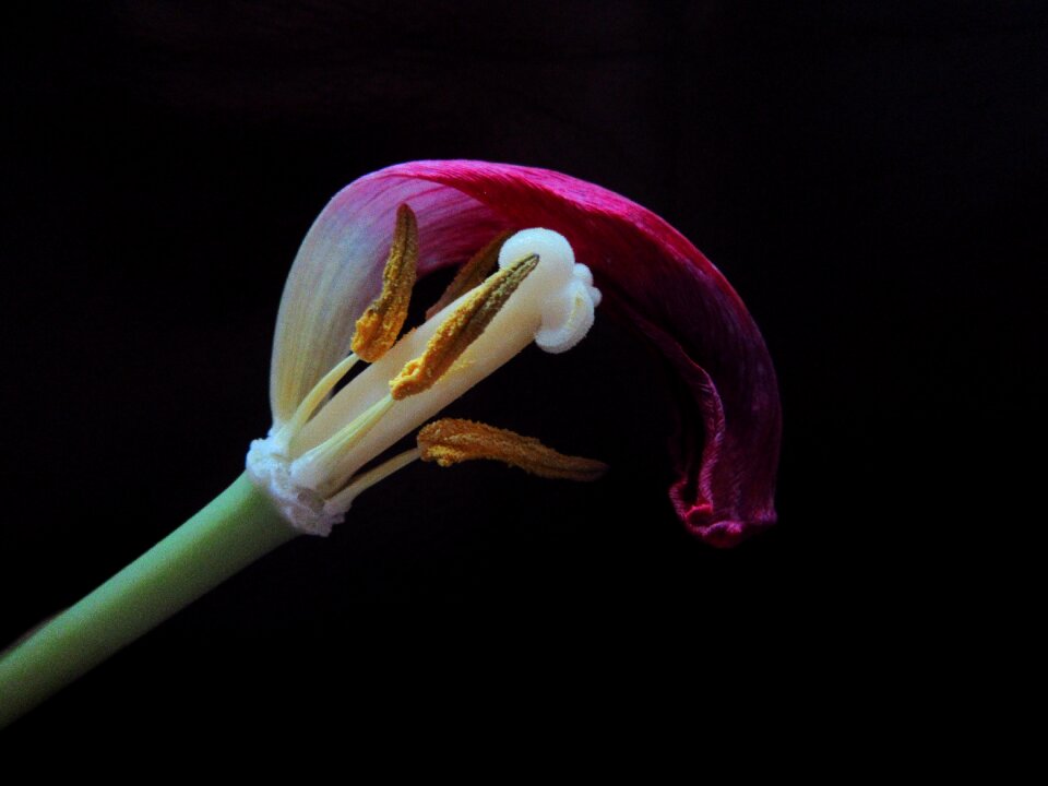 Stamens bloom nature