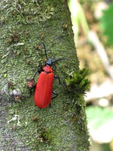 Pyrochroa coccinea, (Cardinal Beetle), Arnhem-zuid, The Netherlands photo