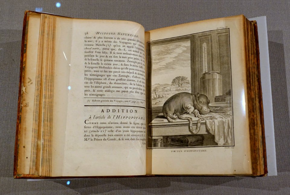 Quadrupedes, 2 of 2, in the Histoire naturelle, generale et particuliere, by George-Louis Leclerc Comte de Buffon, 1777-1789 AD, gift of Alexander Siebold - Tokyo National Museum - Tokyo, Japan - DSC09107