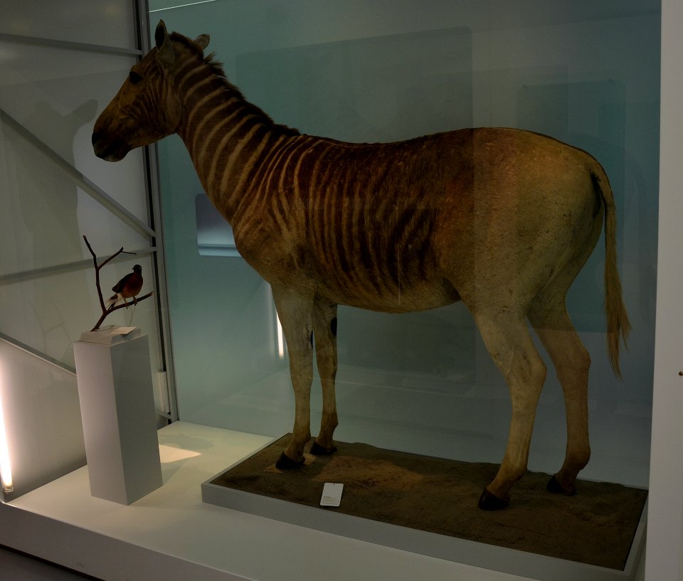 Quagga Naturhistorisches Museum Basel 27102013 2