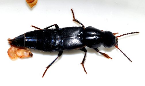 Quedius-lateralis-03-fws