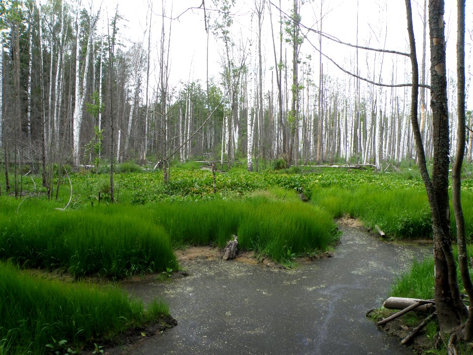 Pynsur headwaters