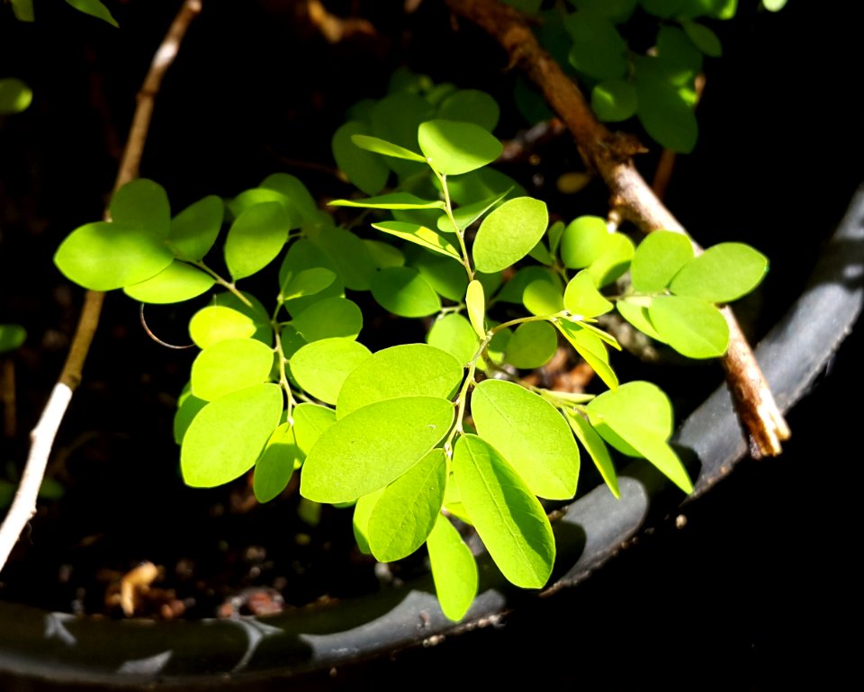 Quebra-pedra em Pote 1