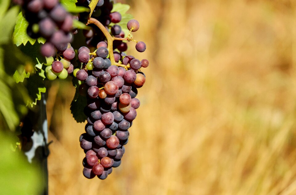 Blue vine winegrowing