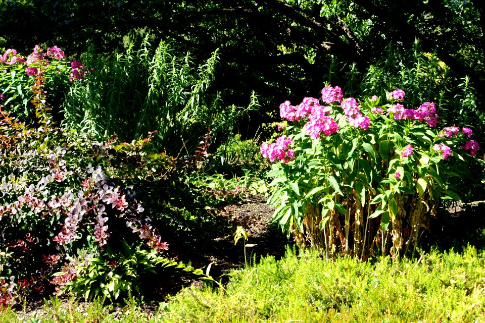 Queen Elizabeth Park - Vancouver, Canada - DSC07632