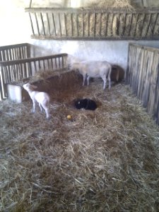 Puy du Fou - Parc nature - 05