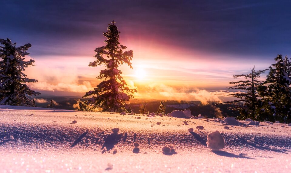 Panorama forest trees photo