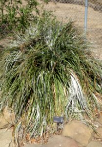 Puya alpestris - Leaning Pine Arboretum - DSC05608 photo