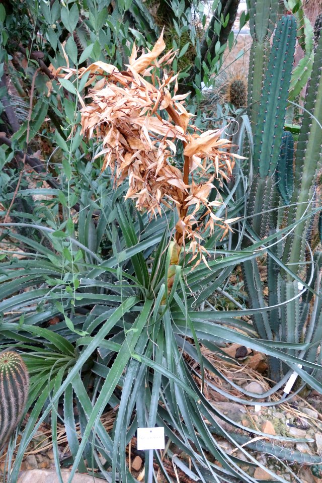 Puya glabrescens - Botanischer Garten, Dresden, Germany - DSC08873